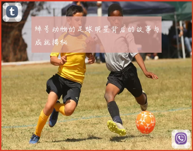 绰号动物的足球明星背后的故事与成就揭秘